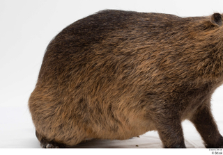 Nutria whole body 0008.jpg